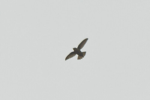 Lesser Antillean Swift (Chaetura martinica), photo 10