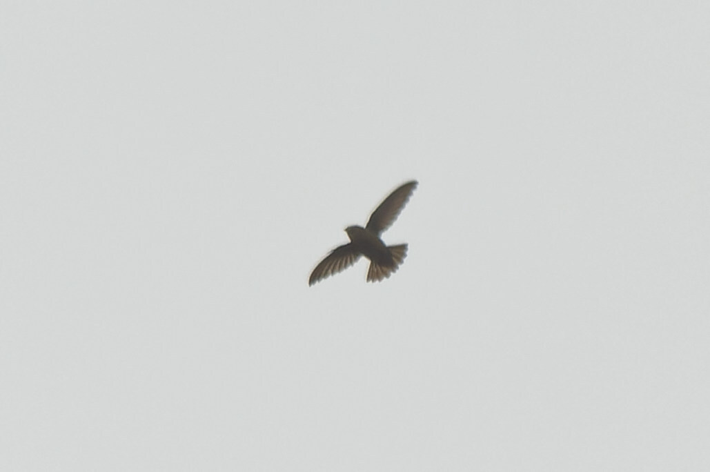 Lesser Antillean Swift (Chaetura martinica), photo 6