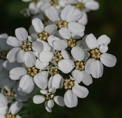 Achillea erba-rotta