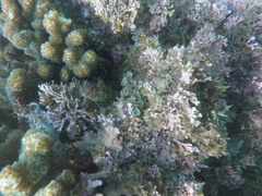 Malacoctenus tetranemus