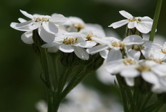 Achillea erba-rotta
