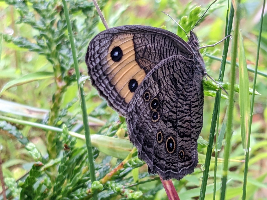 Common wood-nymph (Cercyonis pegala)