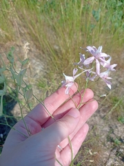 Delphinium consolida
