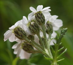 Achillea erba-rotta