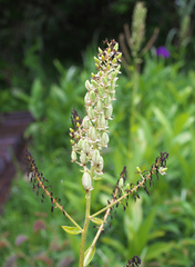 Veratrum stamineum micranthum