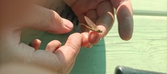 Ephemera vulgata