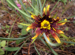 Tragopogon crocifolius