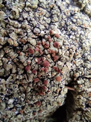 Squamarina cartilaginea