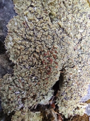 Squamarina cartilaginea