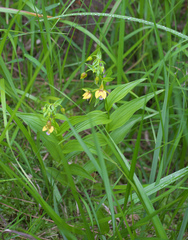 Epipactis thunbergii