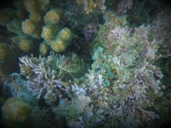 Malacoctenus tetranemus