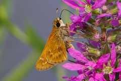 Atalopedes campestris