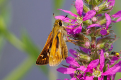 Atalopedes campestris