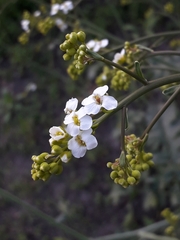 Crambe koktebelica