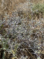Eryngium creticum