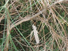 Melica transsilvanica