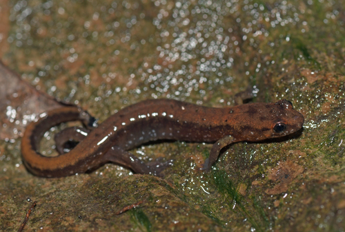 Allegheny Mountain Dusky Salamander