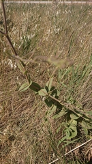 Gypsophila tomentosa