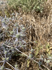 Eryngium creticum