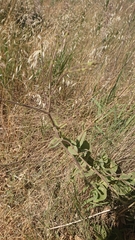 Gypsophila tomentosa