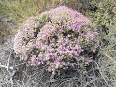 Drosanthemum salicola