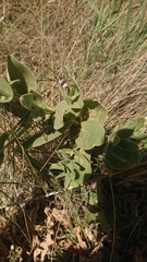 Gypsophila tomentosa