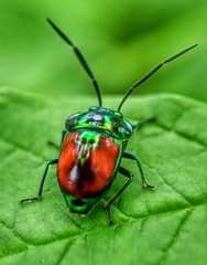 Chrysocoris eques
