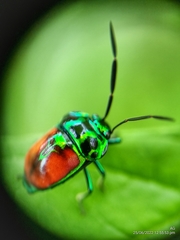 Chrysocoris eques