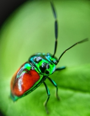 Chrysocoris eques