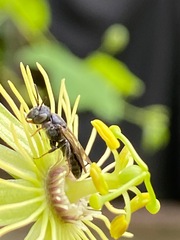 Protandrena passiflorae