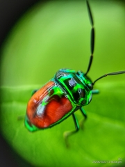 Chrysocoris eques
