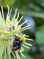 Protandrena passiflorae
