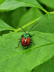 Chrysocoris eques