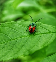 Chrysocoris eques