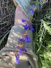 Penstemon albertinus