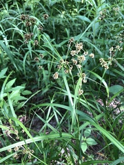 Scirpus atrovirens