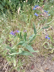 Anchusa procera