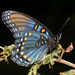 Arizona Red-spotted Purple - Photo (c) Bill Bouton, some rights reserved (CC BY-NC-ND)