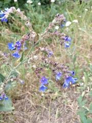 Anchusa procera