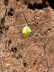 Calochortus raichei