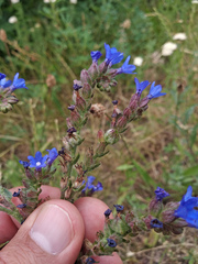 Anchusa procera