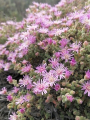 Drosanthemum salicola
