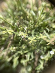 Pectocarya linearis ferocula