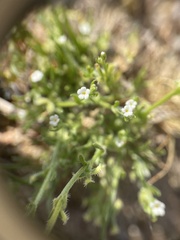 Pectocarya linearis ferocula