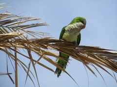 Myiopsitta monachus
