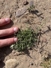 Pectocarya linearis ferocula