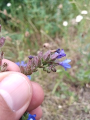 Anchusa procera
