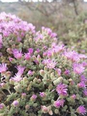 Drosanthemum salicola