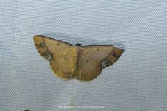 Sundagrapha tenebrosa