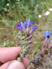 Anchusa procera